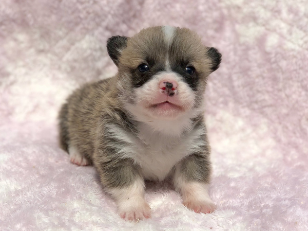 ご家族が決定しました。ありがとうございました。 犬の販売 5634