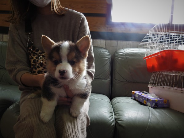 トライの♂ 犬の販売 5636