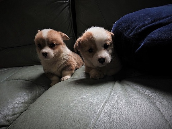 決まりました。 犬の販売 5643