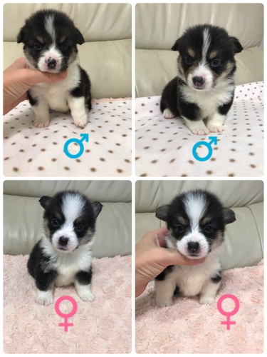 両親DMクリア!です 犬の販売 5648