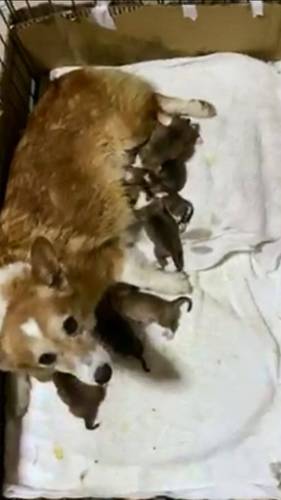 ありがとうございました! 犬の販売 5656