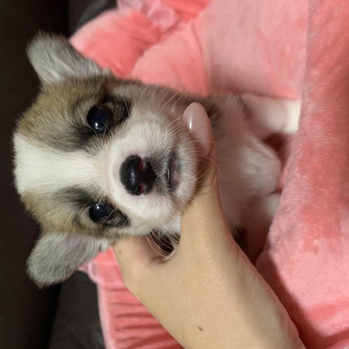 ありがとうございました 犬の販売 5658