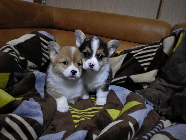 トライ。レッド/ホワイt 犬の販売 5667
