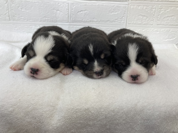 DMクリアの子犬です。 犬の販売 5674