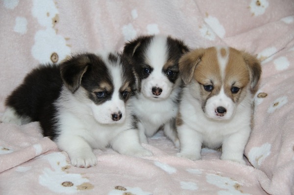 子犬生まれました。 犬の販売 5676