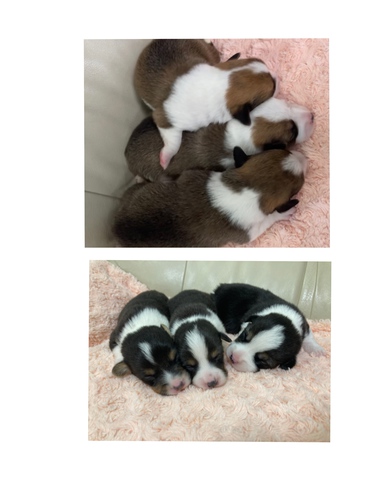 DMクリアコーギー 犬の販売 5679
