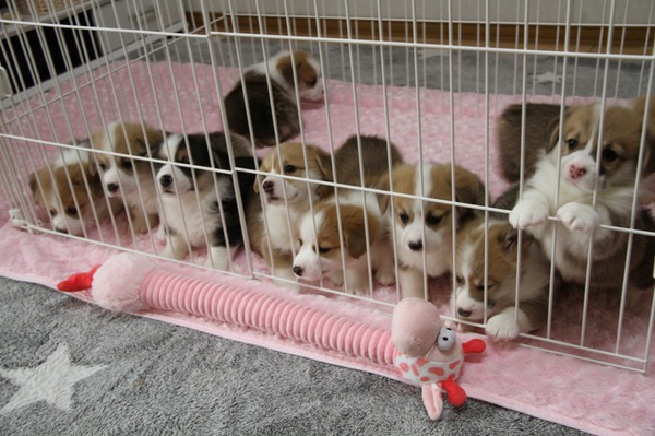 子犬生まれました。 犬の販売 5686