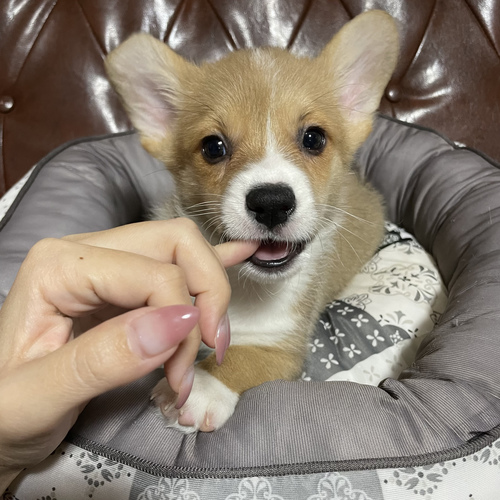決まりました 犬の販売 5688