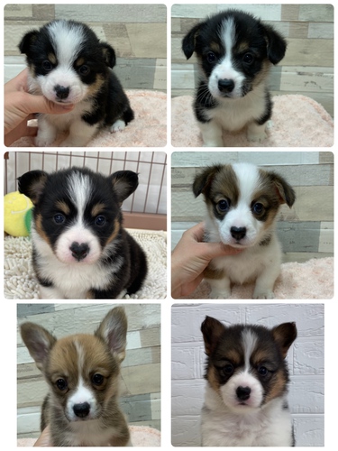沢山うまれています 犬の販売 5693