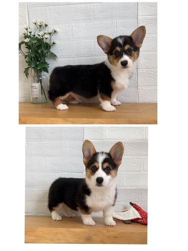 DMクリアです 犬の販売 5698