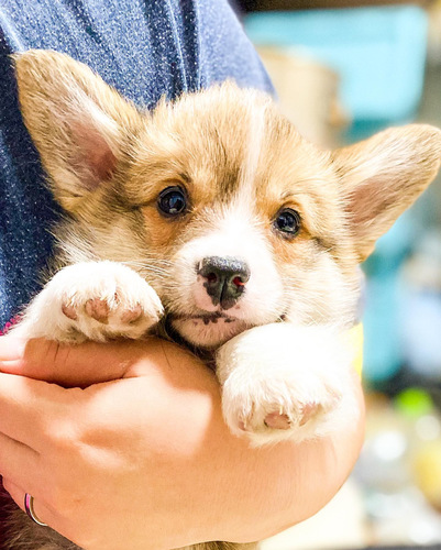 DMを発症しない子犬です。 犬の販売 5699