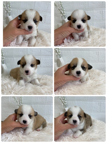 両親ともにDMクリアです 犬の販売 5700