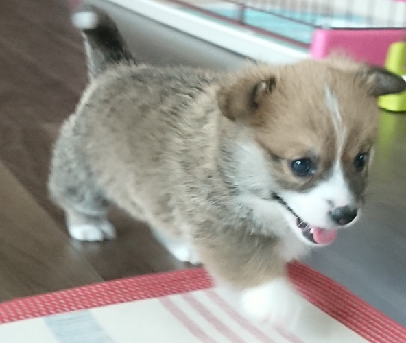 両親共DM・vWD1クリア、この子はしっぽあり。 犬の販売 5707