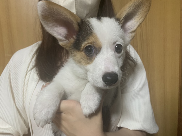 コーギーの男の子 犬の販売 5712