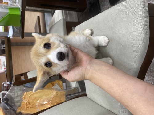 コーギー女の子 ありがとうございました 犬の販売 5713