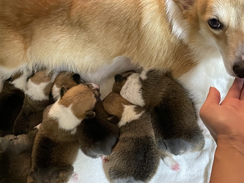 早期予約価格!良血統のコーギー産まれてます! 犬の販売 5714