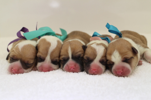 コーギー 5兄弟 犬の販売 5724