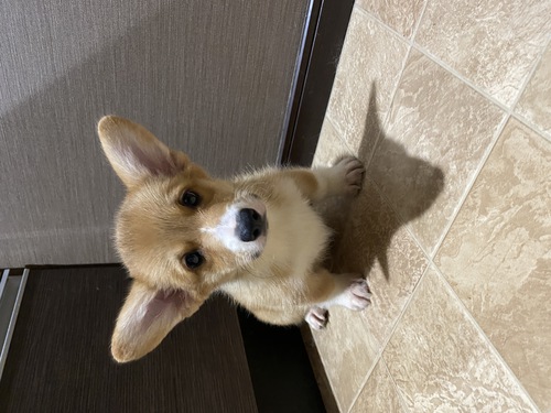 両親犬DMクリアbaby 犬の販売 5726