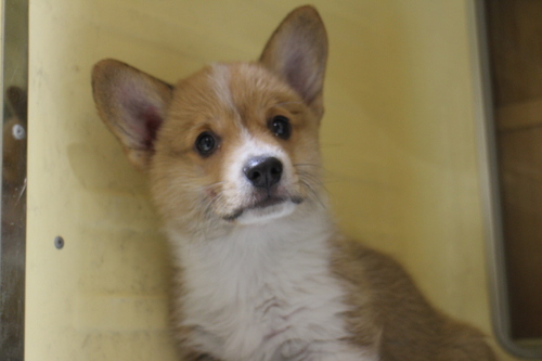 コーギー 犬の販売・譲渡 5727 コーギー 男の子