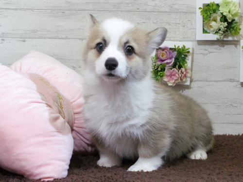 コーギー 犬の販売・譲渡 5730 【吹田市】良血統★父親は英国外産JKCチャンピオン
