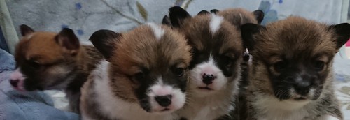 コーギー 犬の販売・譲渡 5733 両親共DM・vWD1クリアの子達になります。