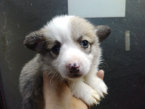 コーギー 犬の販売・譲渡 5734 両親DMクリアーのコーギーベビー