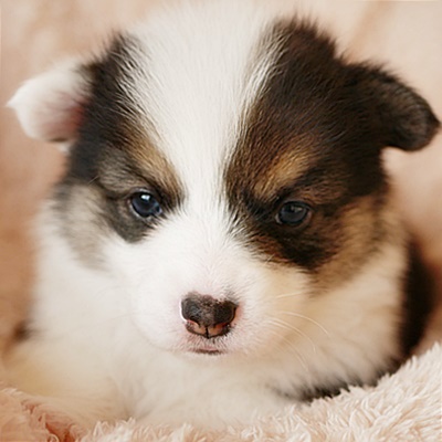 コーギー 犬の販売・譲渡 5735 可愛い4兄弟♪