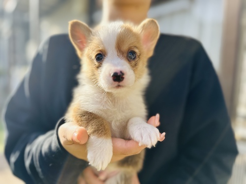 コーギー 犬の販売・譲渡 5739 お父さん遺伝子クリアの男の子!