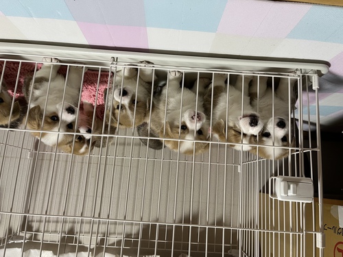 コーギー 犬の販売・譲渡 5740 可愛い子犬産まれています。