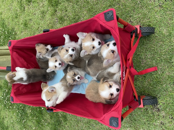優良血統〇10匹兄弟?! 犬の販売 5745