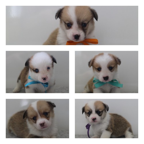 コーギー 犬の販売・譲渡 5747 コーギー 男の子5匹