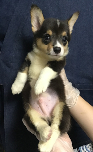 コーギー 犬の販売・譲渡 5748 小さいコーギーくん 可愛いお尻♪