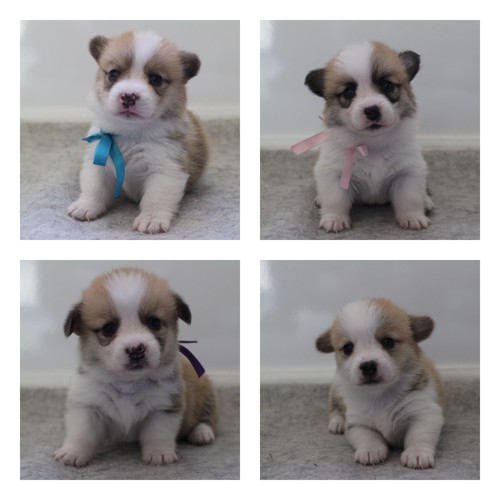 コーギー 犬の販売・譲渡 5756 コーギー