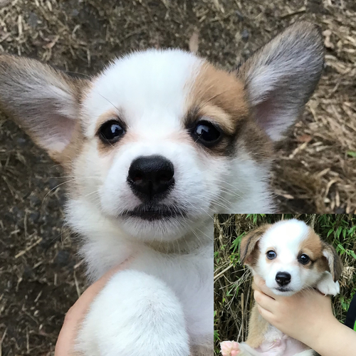 コーギー 犬の販売・譲渡 5758 アイパンチ色の可愛い僕ちゃん