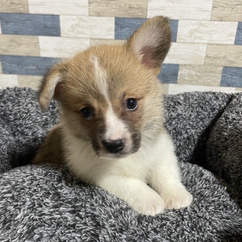 コーギー 犬の販売・譲渡 5760 子犬安く販売です。