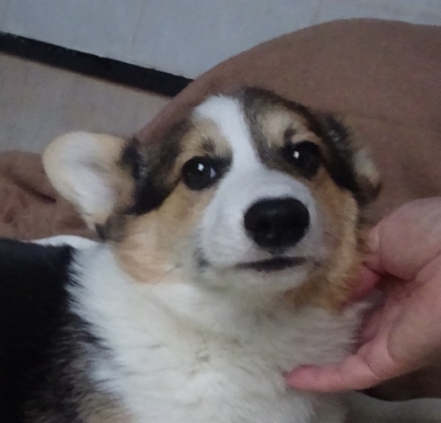 コーギー 犬の販売・譲渡 5766 トライカラーの可愛い子犬達です。
