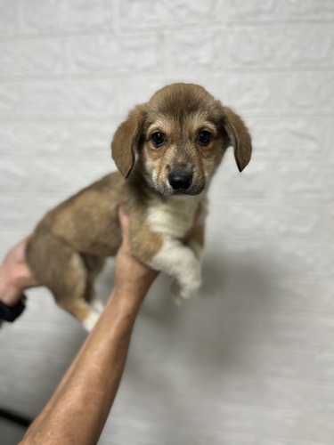 コーギー 犬の販売・譲渡 5767 ペットローン月々3900円から