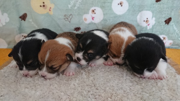 11月18日生まれ DMとVwd1クリアの子達。 犬の販売 5768