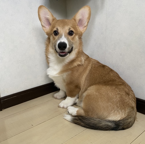 コーギー 犬の販売・譲渡 5778 新しい飼い主さまが決まりました