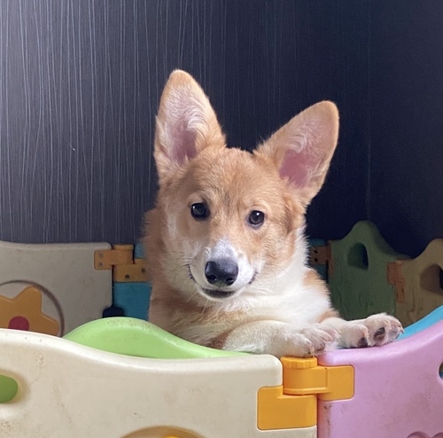 コーギー 犬の販売・譲渡 5779 DMクリアbaby