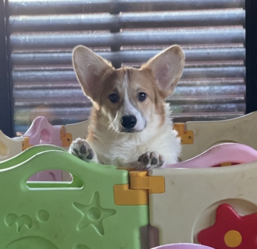 コーギー 犬の販売・譲渡 5780 決まりました