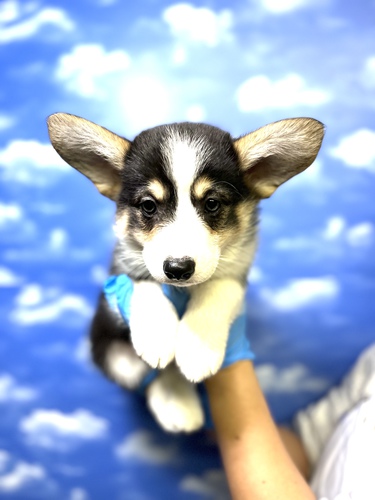コーギー 犬の販売・譲渡 5781 超イケメンコーギーP