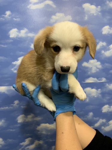 コーギー 犬の販売・譲渡 5785 超激かわコーギー