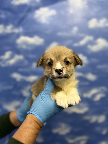 コーギー 犬の販売・譲渡 5786 お待たせしました激かわコーギー