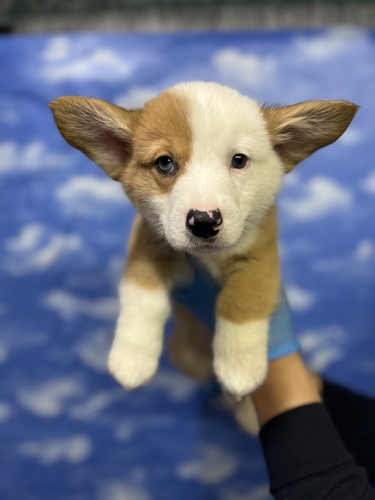 コーギー 犬の販売・譲渡 5792 珍しい片目ブルーの超イケメン
