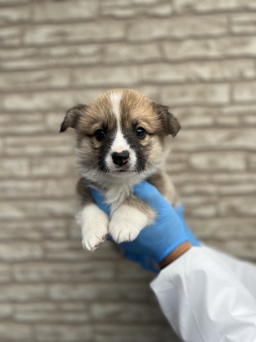 コーギー 犬の販売・譲渡 5793 超激かわコーギー