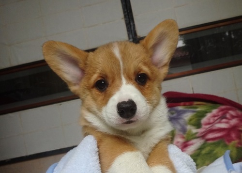 コーギー 犬の販売・譲渡 5796 可愛い女の子たちです