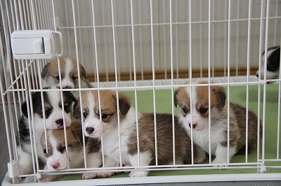 コーギー 犬の販売・譲渡 5797 チャンピオン犬の子犬うまれました