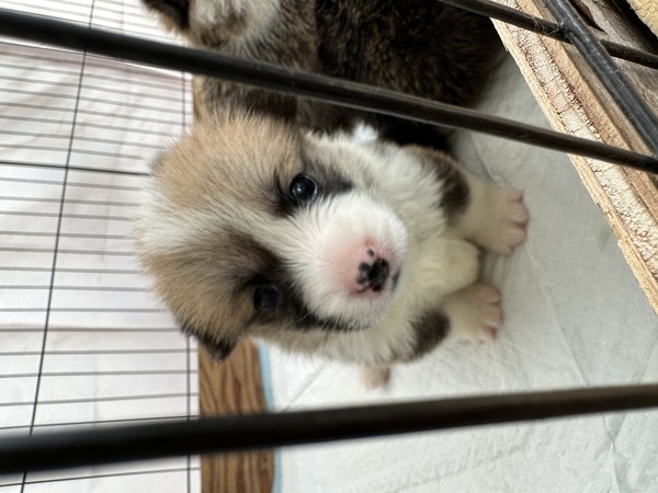 両親ともにDMクリア可愛いシッポあり兄妹 犬の販売 5798