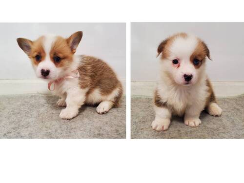 コーギー 犬の販売・譲渡 5800 コーギー 男の子1匹、女の子1匹